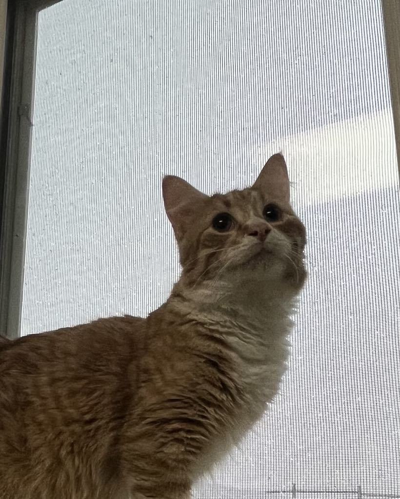 Petey