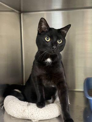 Ben, Adult Female Domestic Short Hair