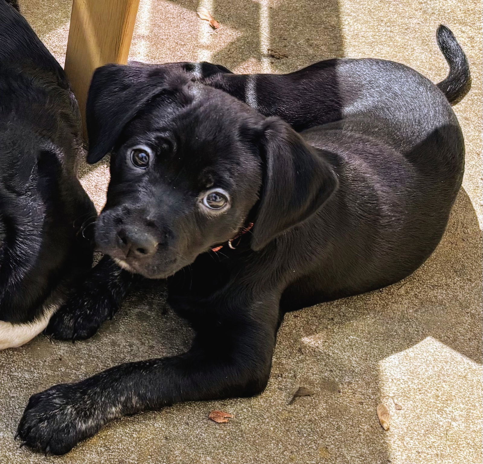 Nova