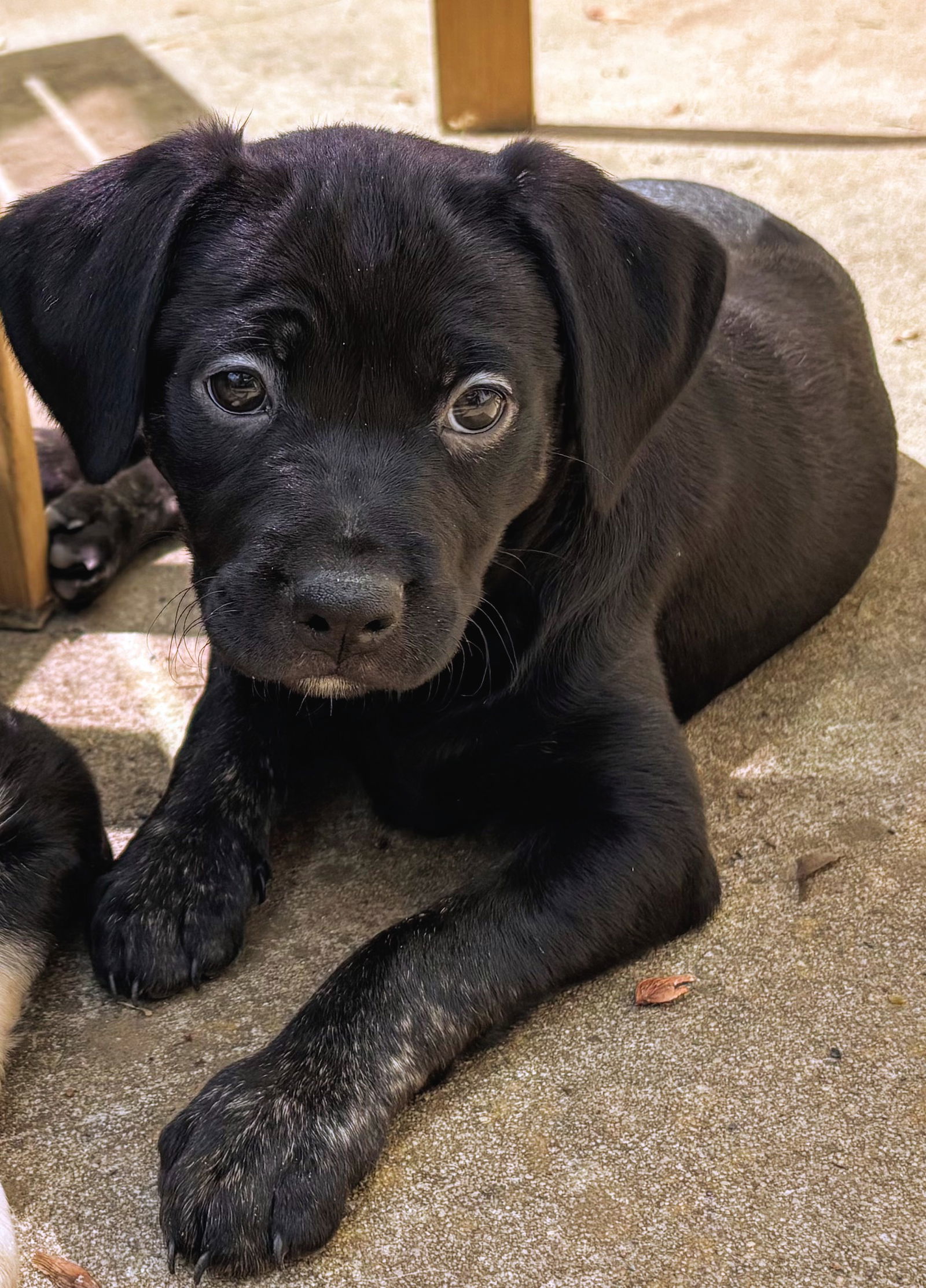 Nova