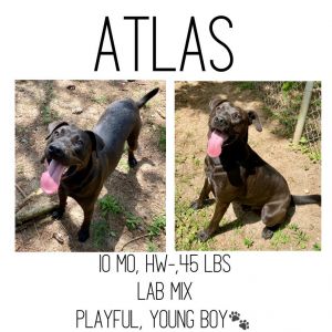Atlas, Adult Male unknown