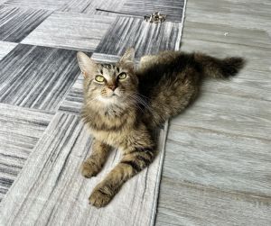 Aries Kitty