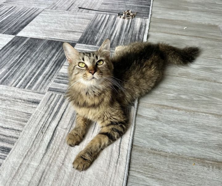Aries Kitty 1