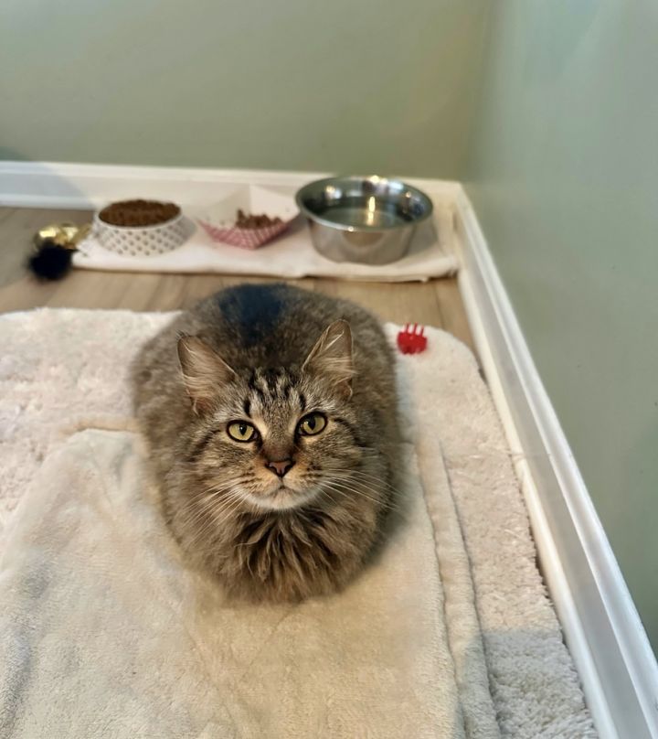 Aries Kitty 3
