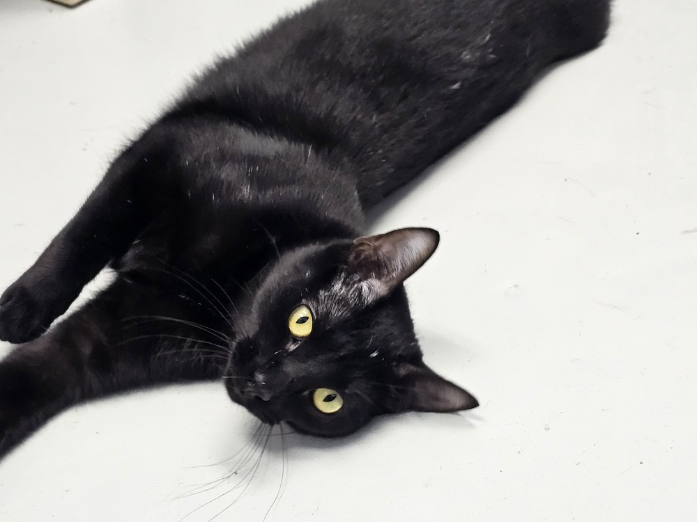 Hula, an adoptable Domestic Short Hair in Bossier City, LA, 71111 | Photo Image 1