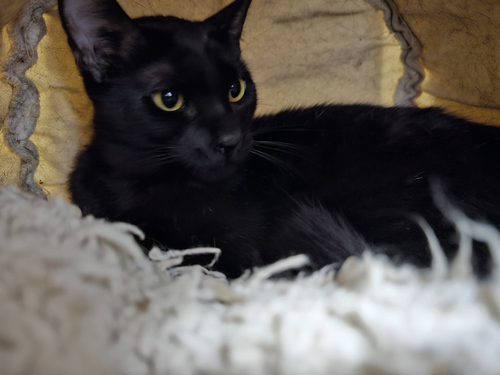 Hula, an adoptable Domestic Short Hair in Bossier City, LA, 71111 | Photo Image 2
