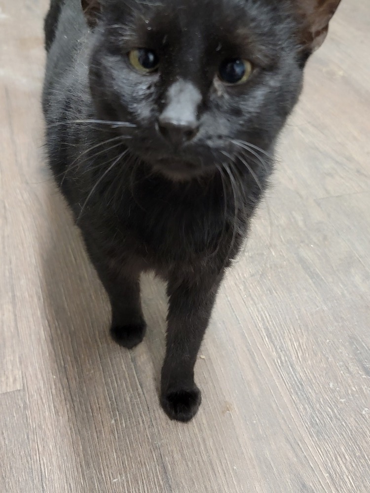 Tyrant, an adoptable Domestic Short Hair in Bossier City, LA, 71111 | Photo Image 1