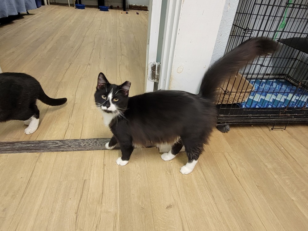 Jeffrey, an adoptable Domestic Medium Hair in Bossier City, LA, 71111 | Photo Image 1