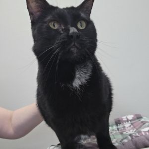 Opal May, Senior Female Domestic Short Hair