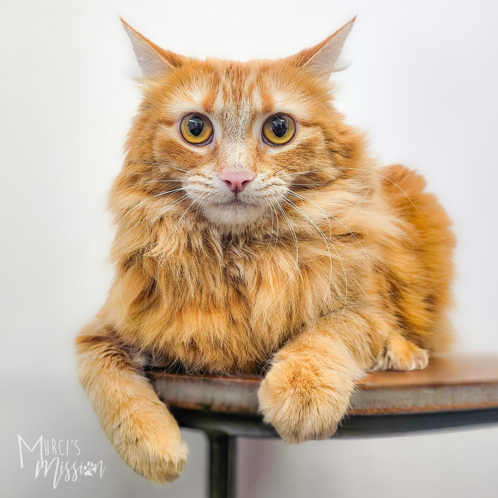 Books, an adoptable Domestic Long Hair in Spokane , WA, 99209 | Photo Image 1