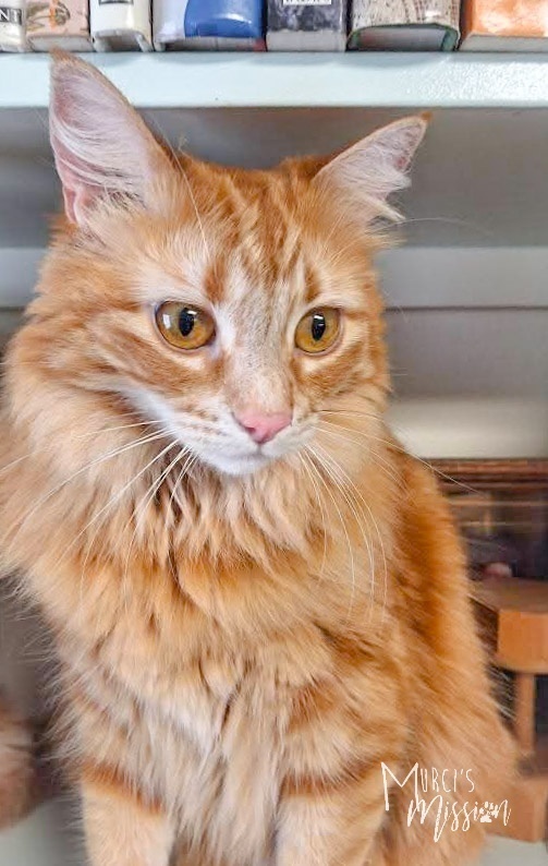 Books, an adoptable Domestic Long Hair in Spokane , WA, 99209 | Photo Image 1