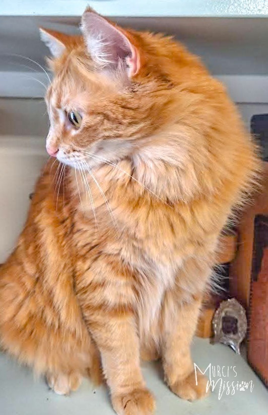 Books, an adoptable Domestic Long Hair in Spokane , WA, 99209 | Photo Image 3