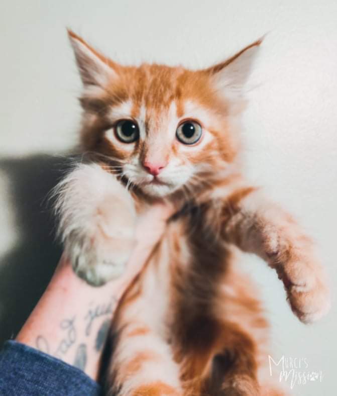 Books, an adoptable Domestic Long Hair in Spokane , WA, 99209 | Photo Image 4