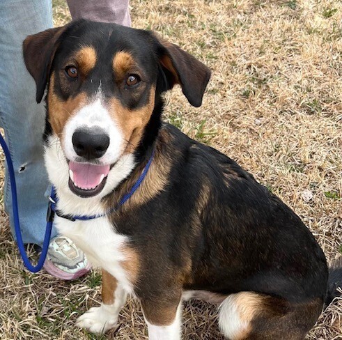Koda