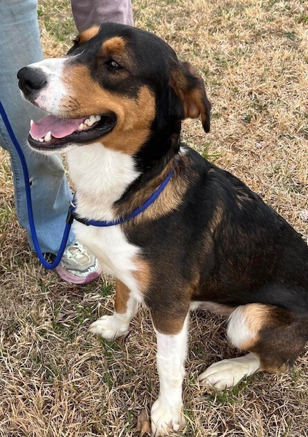 Koda