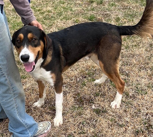 Koda
