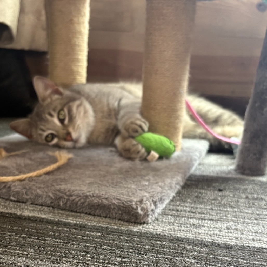 Simon