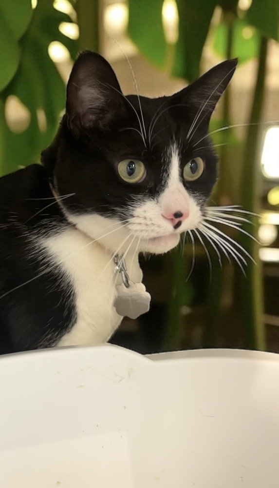 Kiki Kitty aka Fergie, an adoptable Domestic Short Hair in Blanchard, OK, 73010 | Photo Image 1