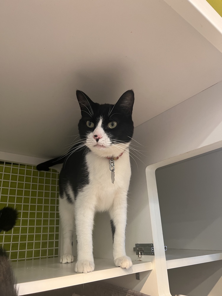 Kiki Kitty aka Fergie, an adoptable Domestic Short Hair in Blanchard, OK, 73010 | Photo Image 3