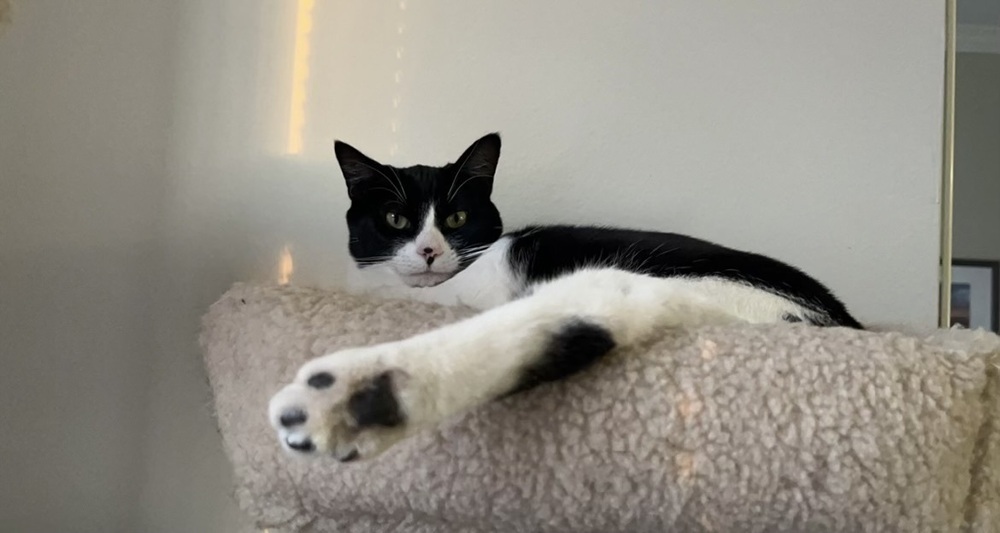 Kiki Kitty aka Fergie