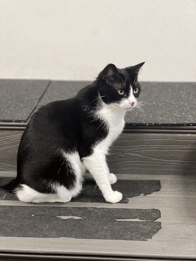 Kiki Kitty aka Fergie, an adoptable Domestic Short Hair in Blanchard, OK, 73010 | Photo Image 4