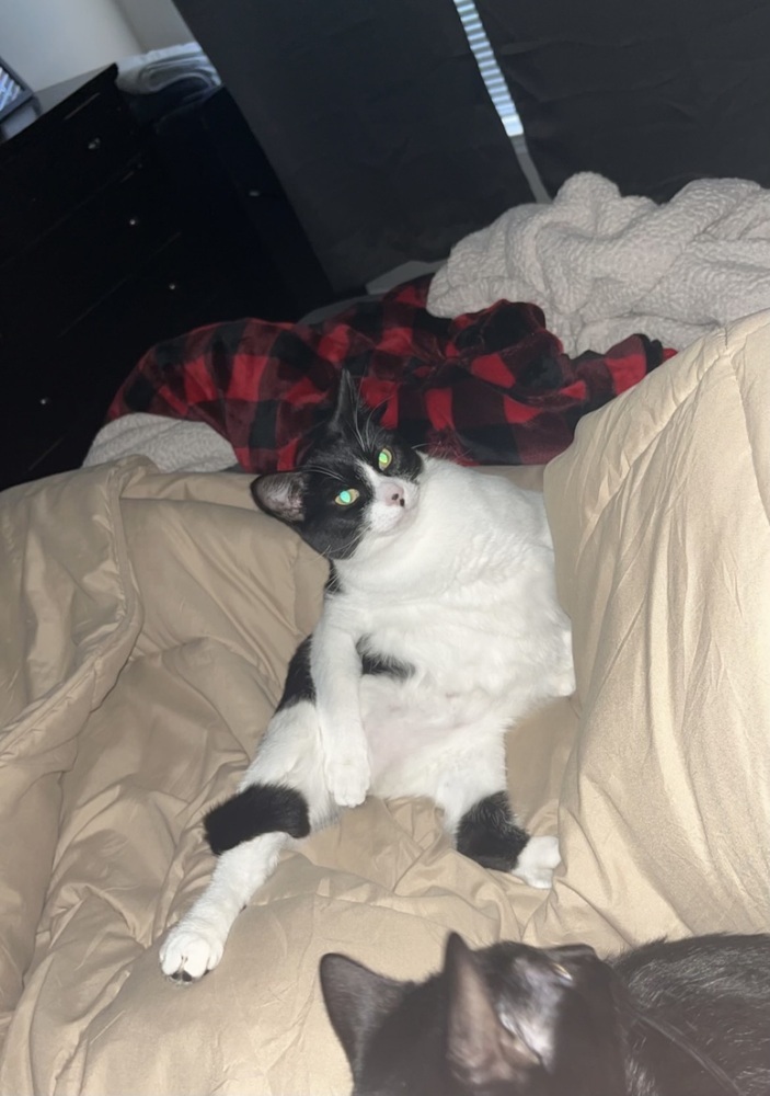 Kiki Kitty aka Fergie