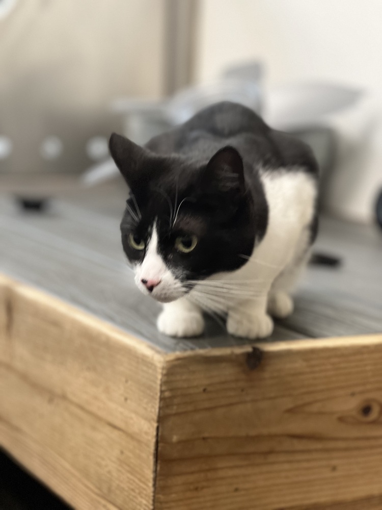 Kiki Kitty aka Fergie, an adoptable Domestic Short Hair in Blanchard, OK, 73010 | Photo Image 5