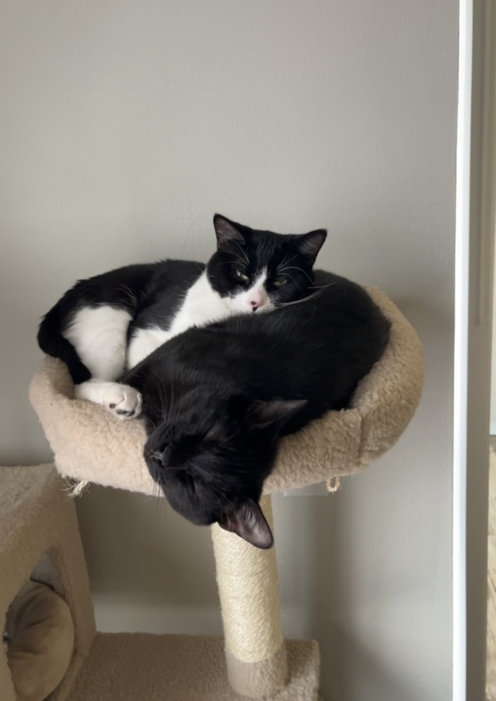 Kiki Kitty aka Fergie, an adoptable Domestic Short Hair in Blanchard, OK, 73010 | Photo Image 6