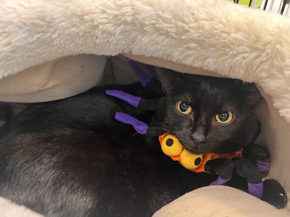 Arrietty aka Penny, an adoptable Domestic Short Hair in Blanchard, OK, 73010 | Photo Image 1