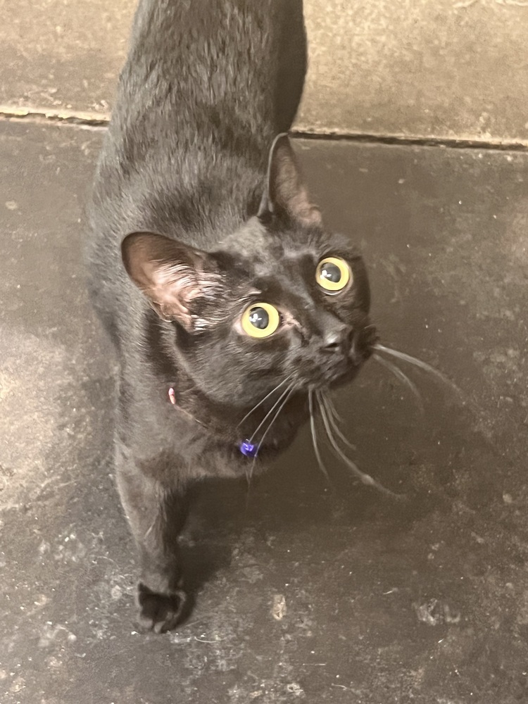 Arrietty aka Penny
