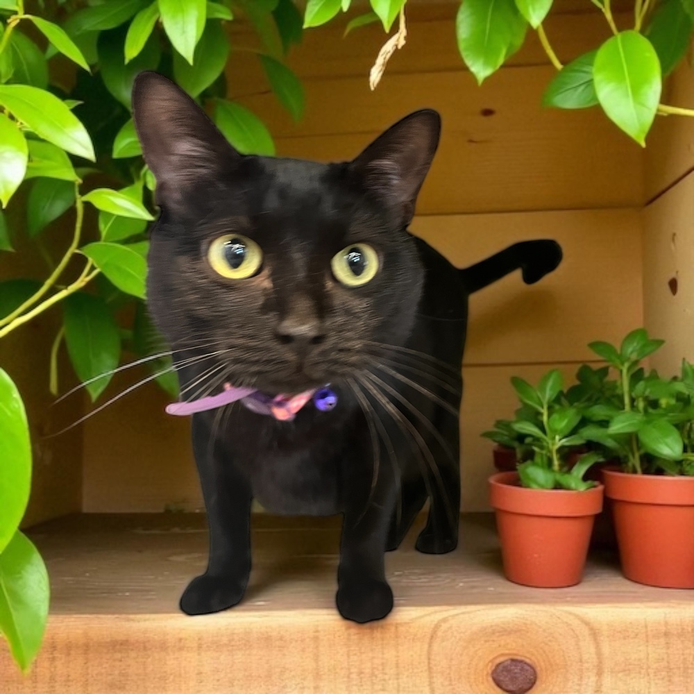 Arrietty aka Penny, an adoptable Domestic Short Hair in Blanchard, OK, 73010 | Photo Image 2