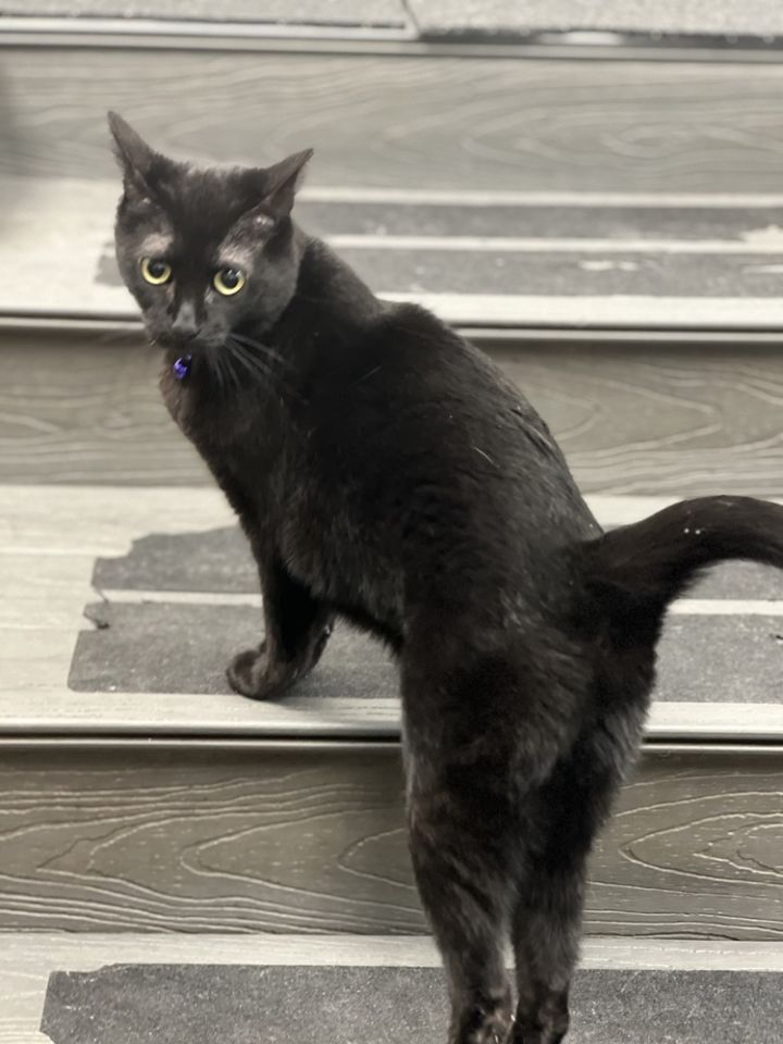 Arrietty aka Penny 3