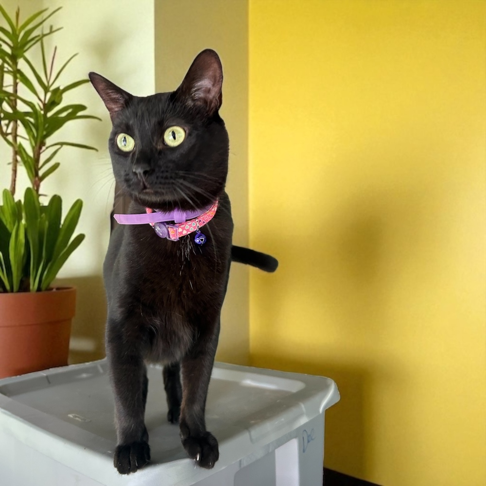 Arrietty aka Penny, an adoptable Domestic Short Hair in Blanchard, OK, 73010 | Photo Image 3