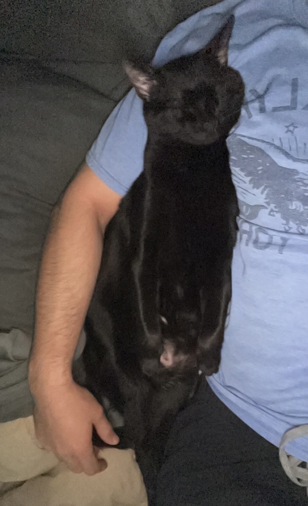 Arrietty aka Penny, an adoptable Domestic Short Hair in Blanchard, OK, 73010 | Photo Image 6