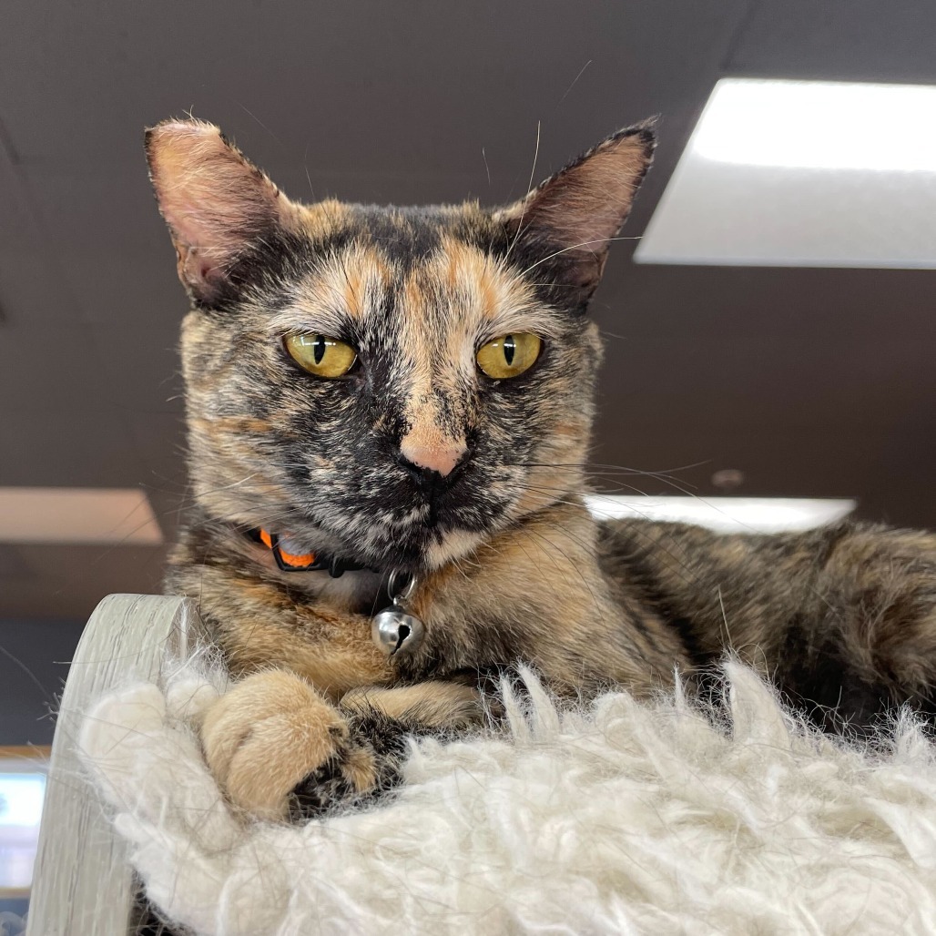 Dowager Jessabelle, an adoptable Domestic Short Hair in Las Vegas, NV, 89146 | Photo Image 1