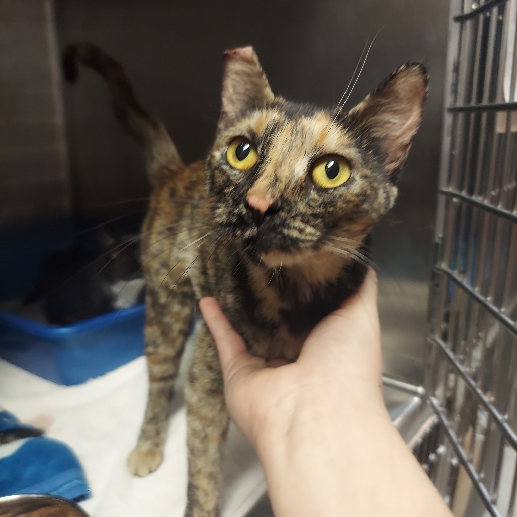 Dowager Jessabelle, an adoptable Domestic Short Hair in Las Vegas, NV, 89146 | Photo Image 2