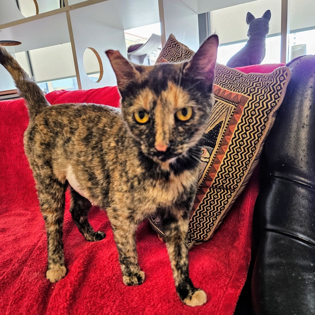 Dowager Jessabelle, an adoptable Domestic Short Hair in Las Vegas, NV, 89146 | Photo Image 3