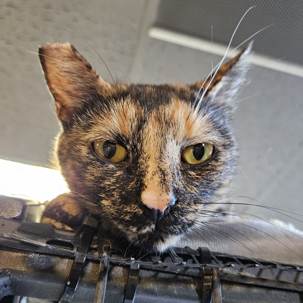 Dowager Jessabelle, an adoptable Domestic Short Hair in Las Vegas, NV, 89146 | Photo Image 4