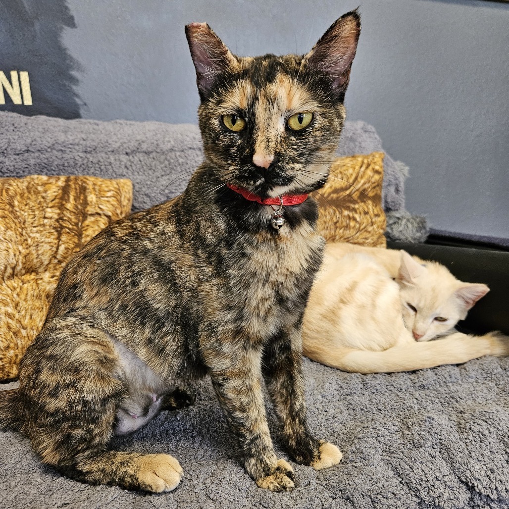 Dowager Jessabelle, an adoptable Domestic Short Hair in Las Vegas, NV, 89146 | Photo Image 5