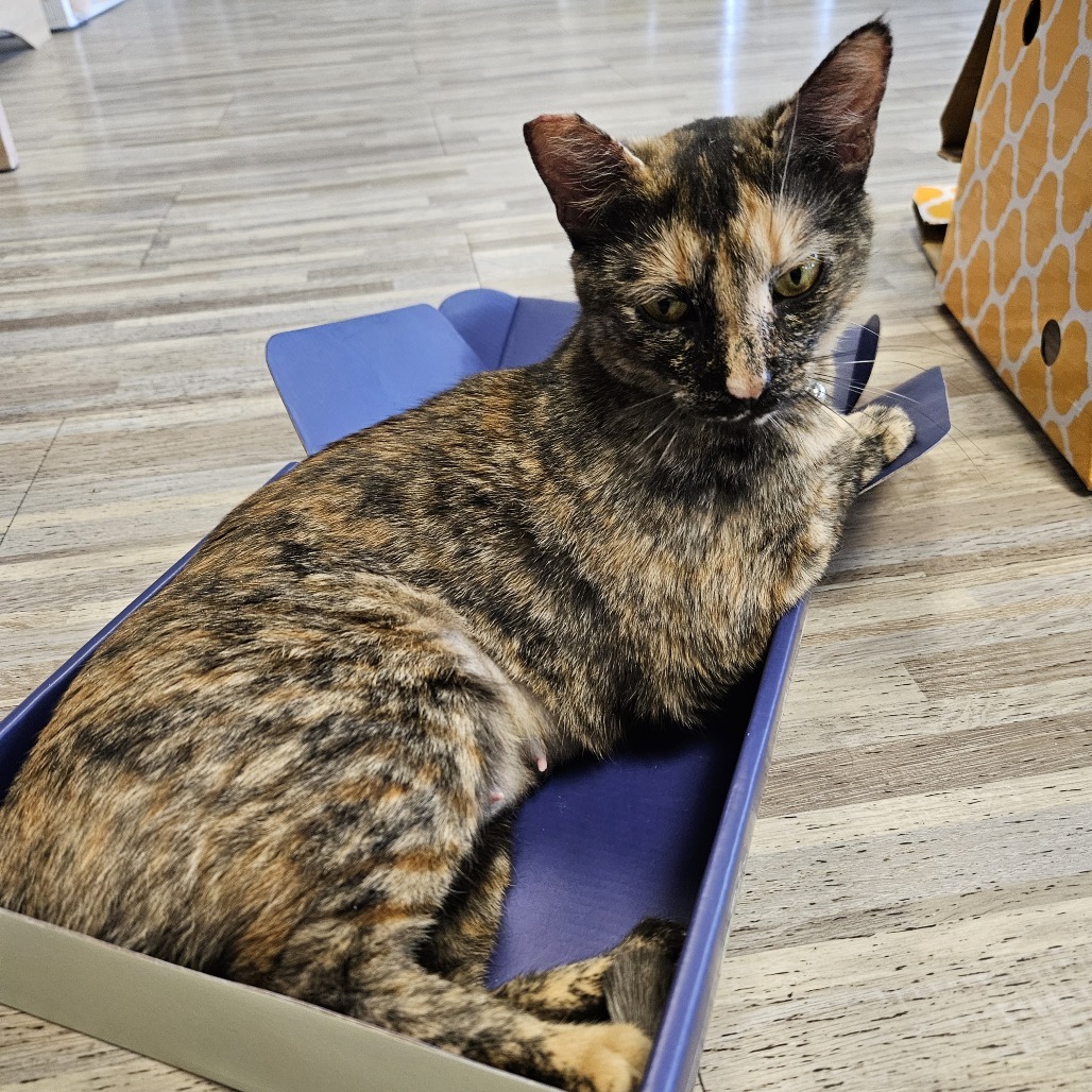 Dowager Jessabelle, an adoptable Domestic Short Hair in Las Vegas, NV, 89146 | Photo Image 6