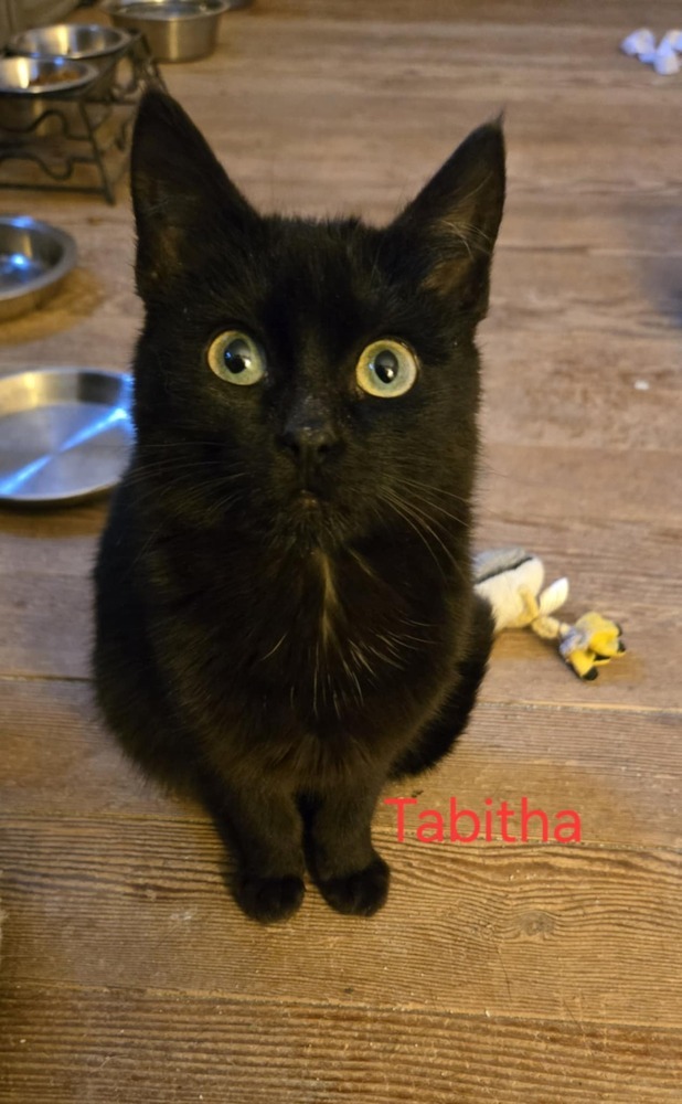 Tabitha