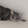 Frito photo 1