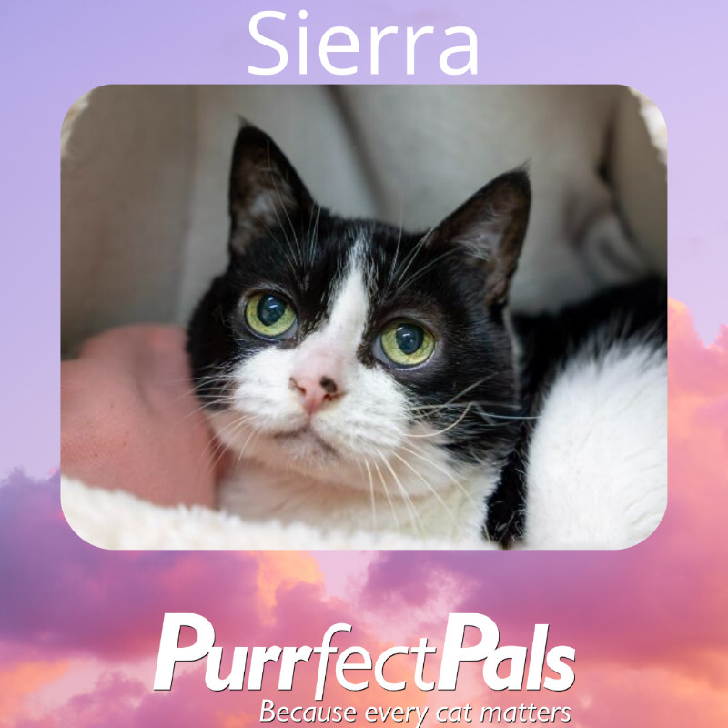 Sierra, an adoptable Domestic Short Hair in Arlington, WA, 98223 | Photo Image 1