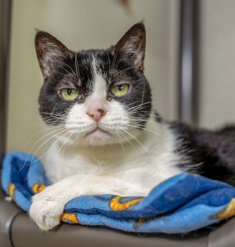 Sierra, an adoptable Domestic Short Hair in Arlington, WA, 98223 | Photo Image 2