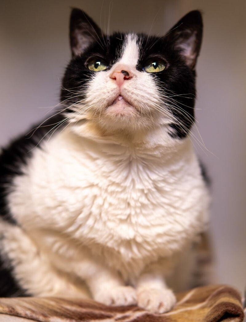 Sierra, an adoptable Domestic Short Hair in Arlington, WA, 98223 | Photo Image 3