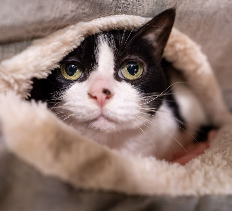 Sierra, an adoptable Domestic Short Hair in Arlington, WA, 98223 | Photo Image 4