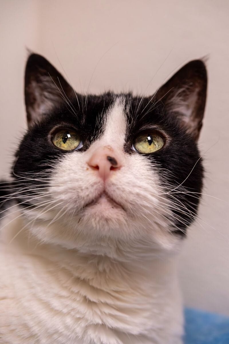 Sierra, an adoptable Domestic Short Hair in Arlington, WA, 98223 | Photo Image 5