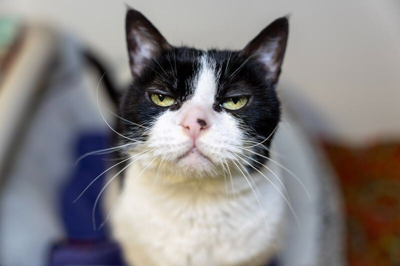 Sierra, an adoptable Domestic Short Hair in Arlington, WA, 98223 | Photo Image 6