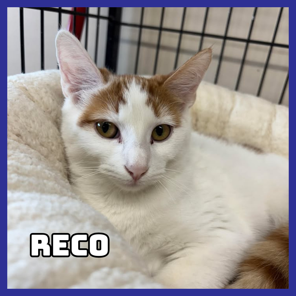 Reco, an adoptable Domestic Short Hair in Glenwood, MN, 56334 | Photo Image 1