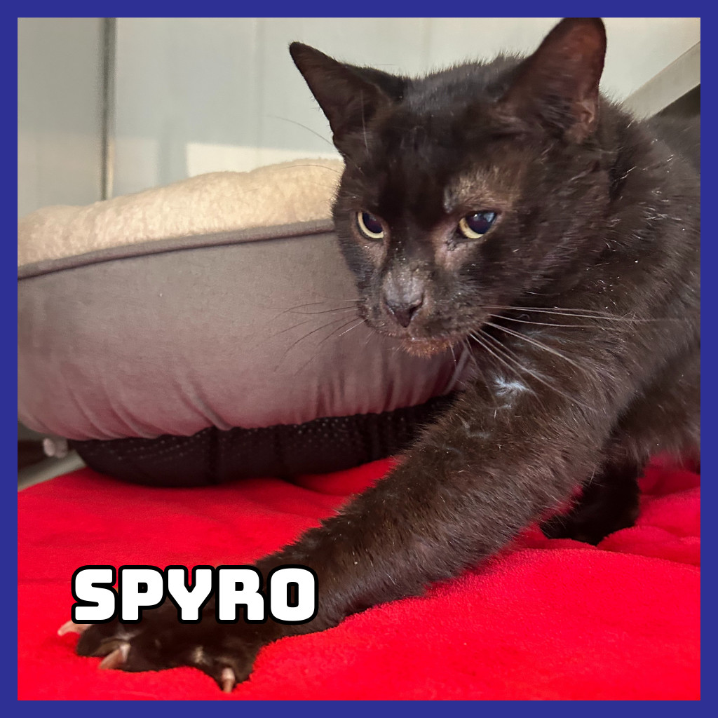Spyro, an adoptable Domestic Short Hair in Glenwood, MN, 56334 | Photo Image 1
